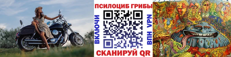 KRAKEN как войти  закладка  Аргун  Галлюциногенные грибы Psilocybe 
